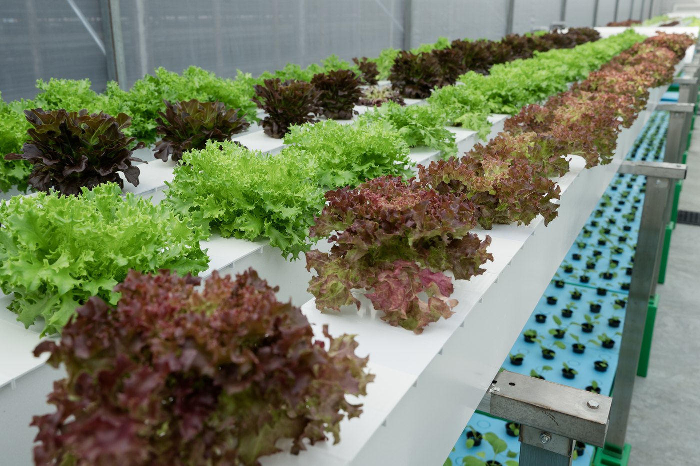 Healthy, thriving rows of lettuce growing in Aquaville's greenhouse