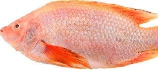 Aquaponics Tilapia, fresh from Aquaville